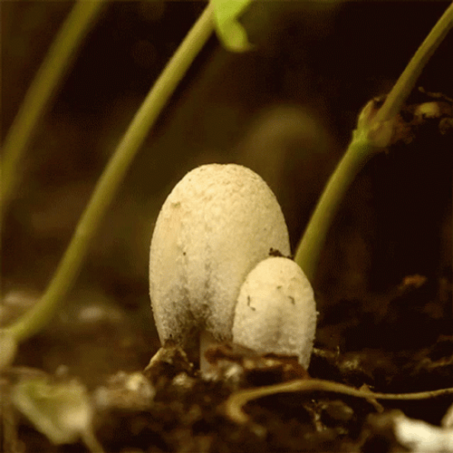 Mushroom growing.